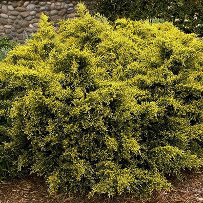 Sea of Gold Juniper - LandscapeDirect