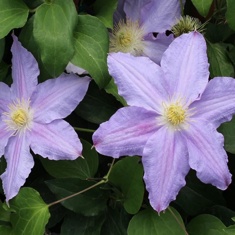 Vancouver Sea Breeze Clematis