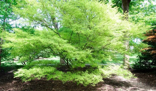 Seiryu Laceleaf Japanese Maple - LandscapeDirect