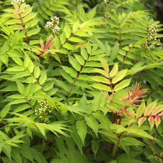 Sem False Spirea - LandscapeDirect