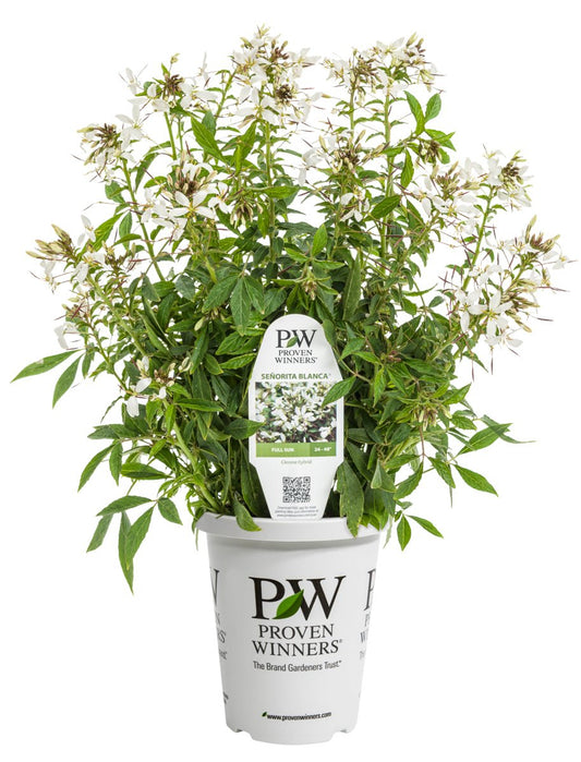 Senorita Blanca® Cleome - LandscapeDirect