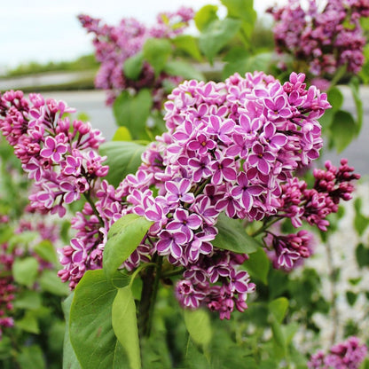 Sensation French Hybrid Lilac - LandscapeDirect