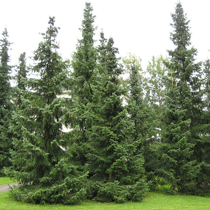 Serbian Spruce - LandscapeDirect