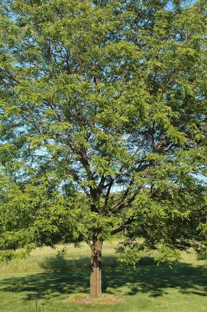 Shademaster Honeylocust - LandscapeDirect