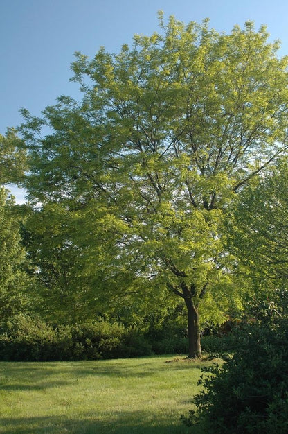 Shademaster Honeylocust - LandscapeDirect
