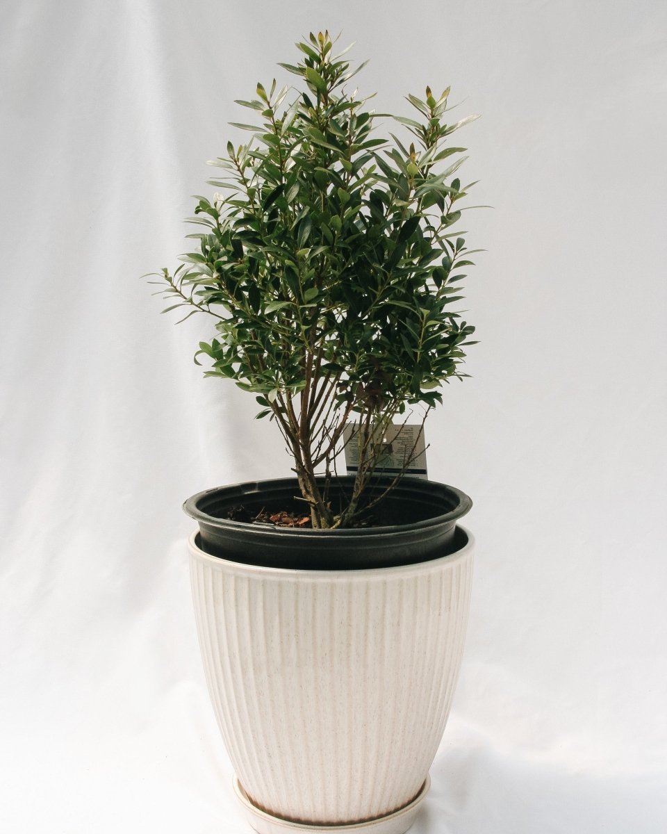 Shamrock Holly - LandscapeDirect