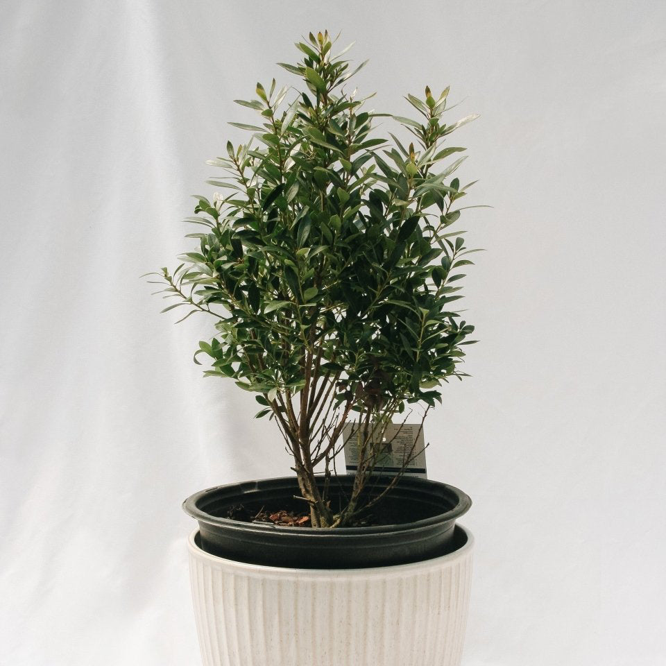 Shamrock Holly - LandscapeDirect