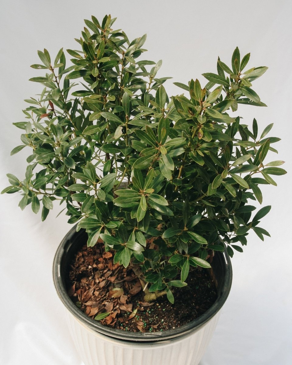 Shamrock Holly - LandscapeDirect