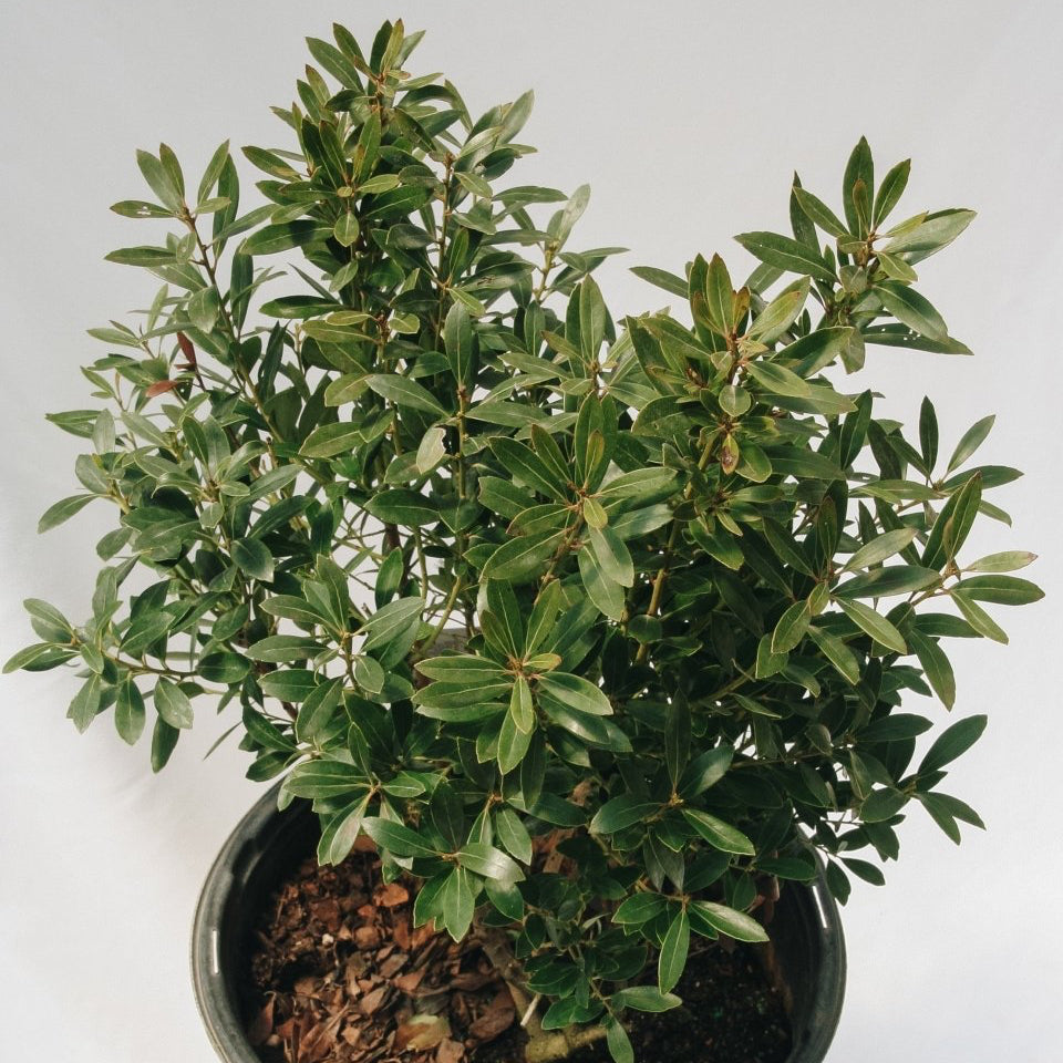 Shamrock Holly - LandscapeDirect