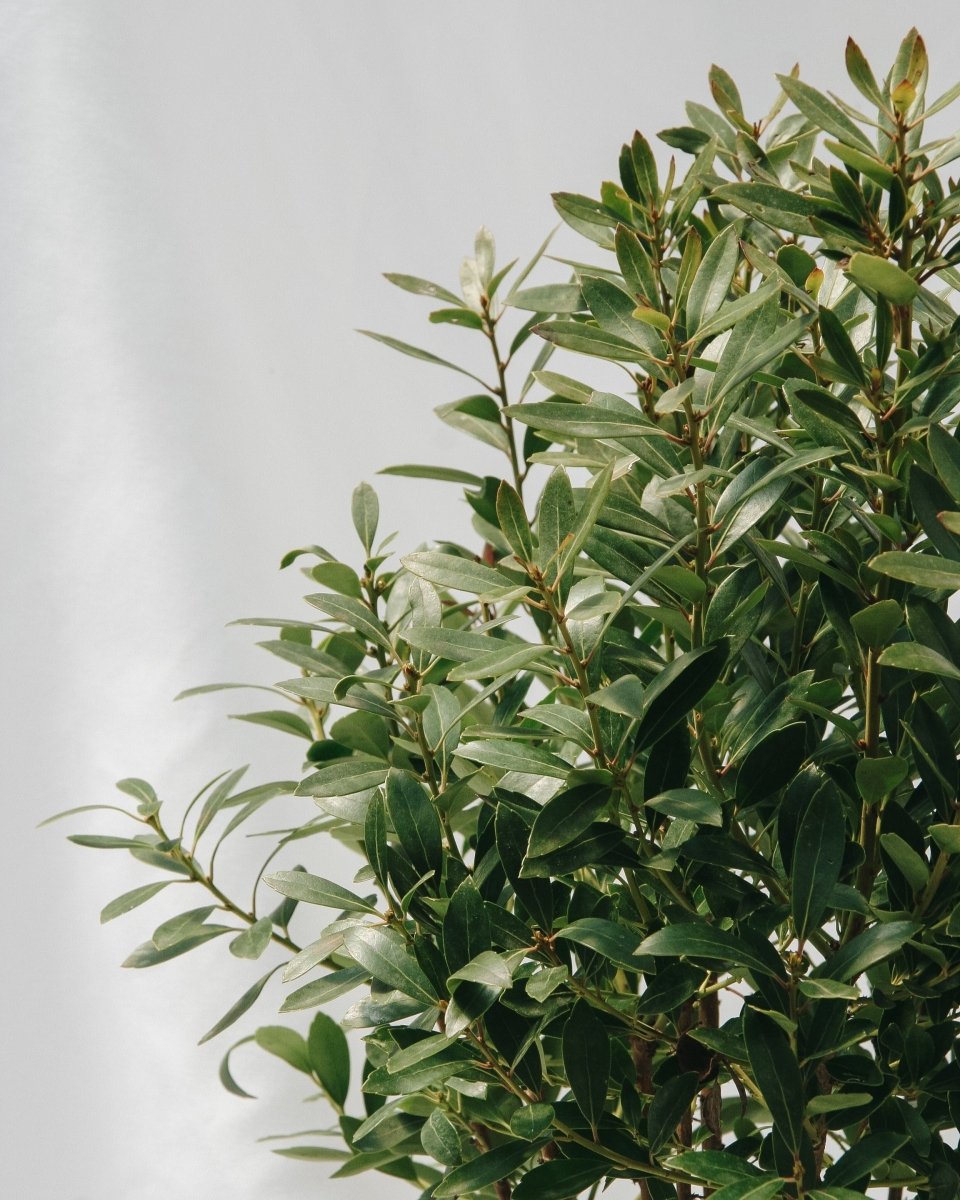 Shamrock Holly - LandscapeDirect