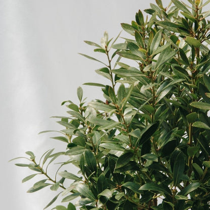 Shamrock Holly - LandscapeDirect