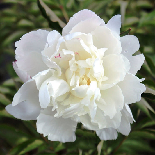 Shirley Temple Peony - LandscapeDirect