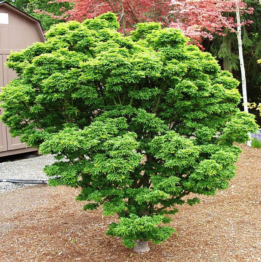 Shop Japanese Maples: – LandscapeDirect