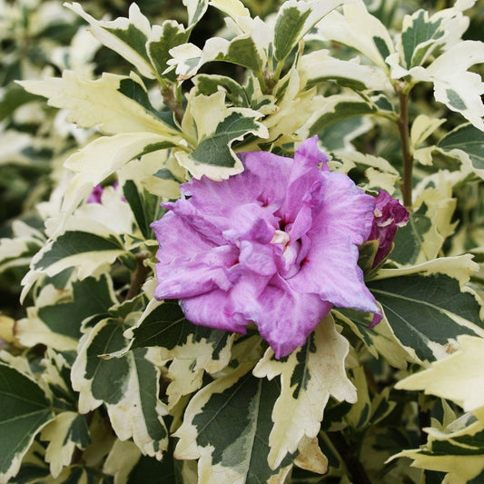 Show Time Rose of Sharon - LandscapeDirect