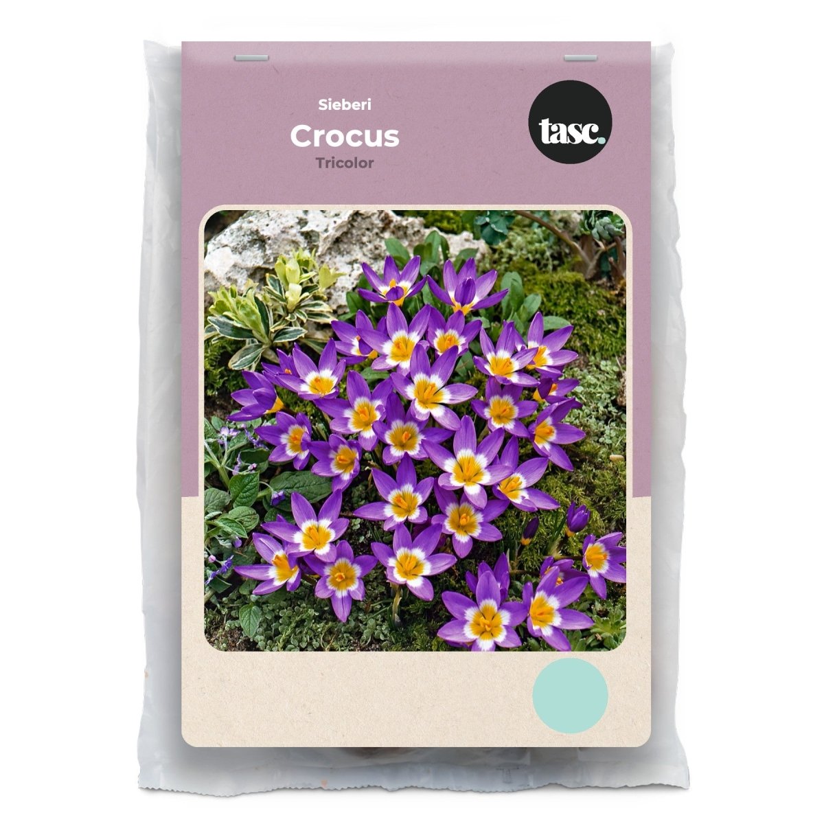 Fall Bulbs – LandscapeDirect