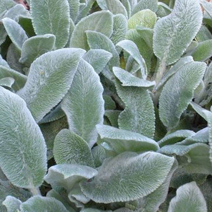 Silver Carpet Lamb's Ear - LandscapeDirect