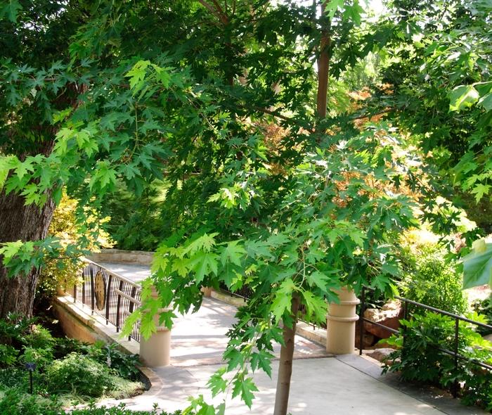 Silver Maple - LandscapeDirect