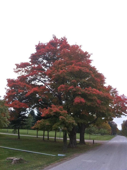 Silver Maple - LandscapeDirect
