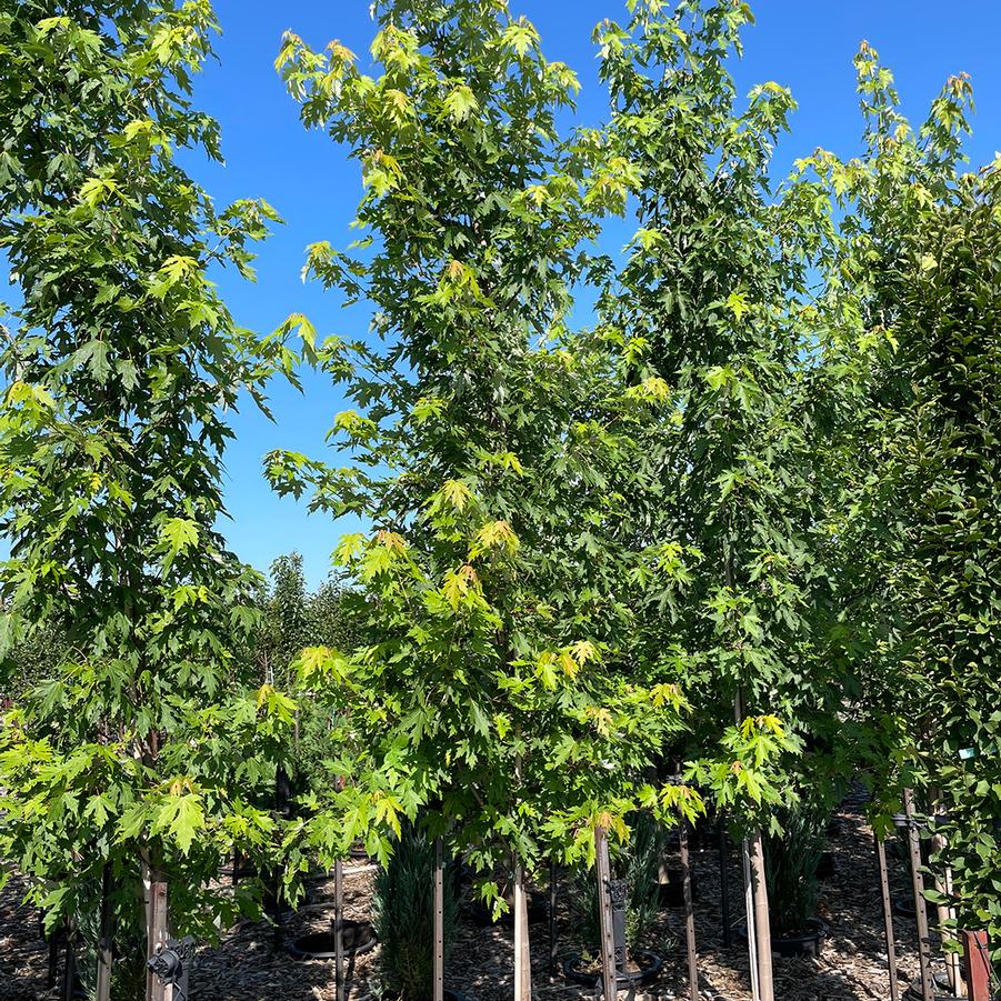 Silver Maple - LandscapeDirect