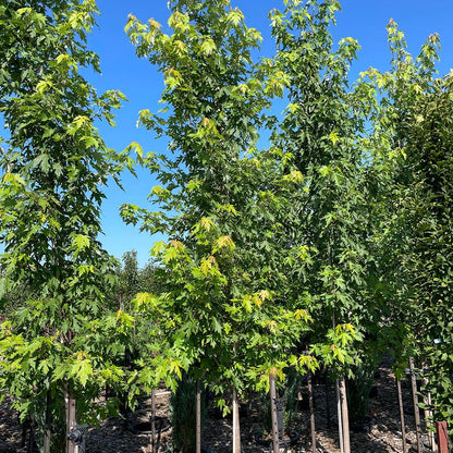 Silver Maple - LandscapeDirect