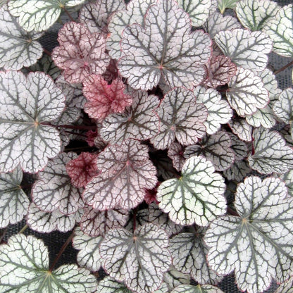Silver Scrolls Coral Bells - LandscapeDirect
