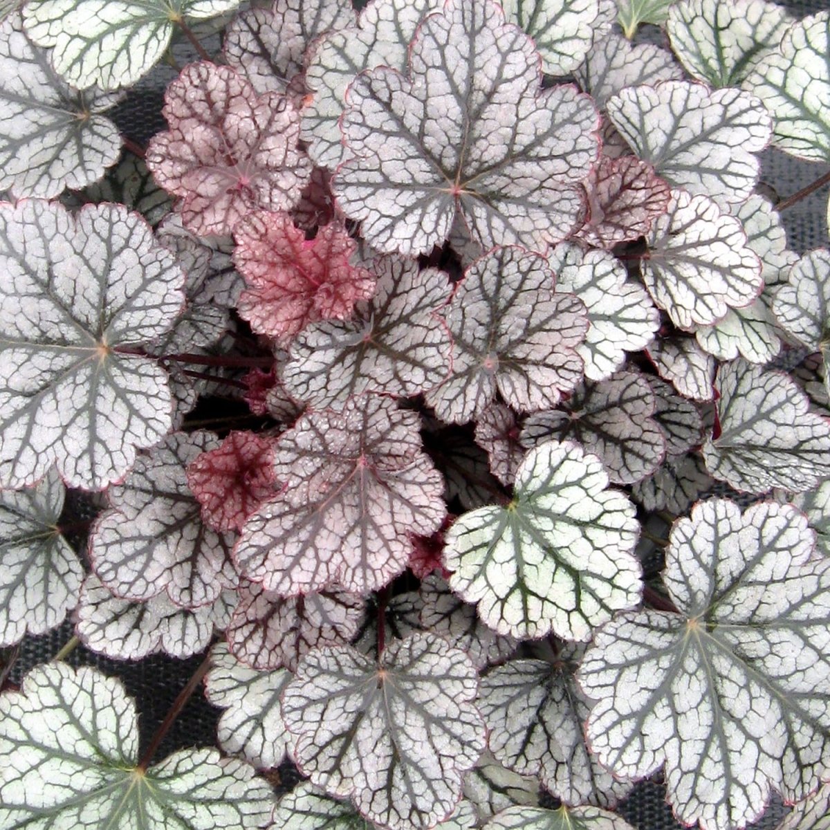 Silver Scrolls Coral Bells - LandscapeDirect