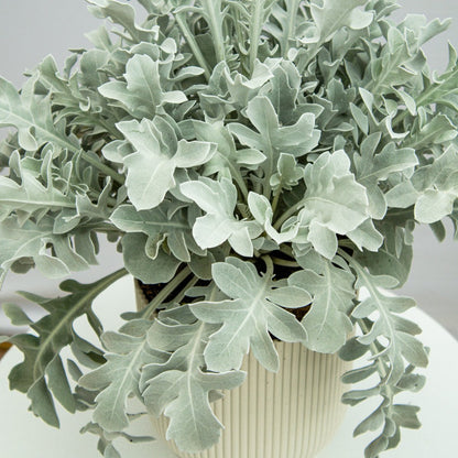 Silver Swirl Dusty Miller - LandscapeDirect