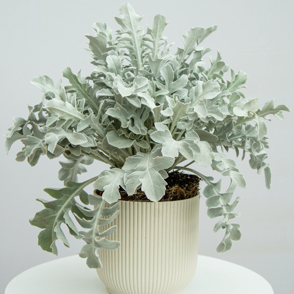 Silver Swirl Dusty Miller - LandscapeDirect