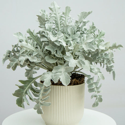 Silver Swirl Dusty Miller - LandscapeDirect