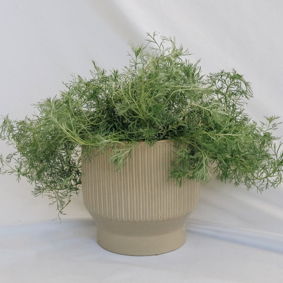 Silvermound Artemesia - LandscapeDirect