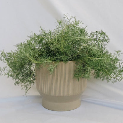 Silvermound Artemesia - LandscapeDirect
