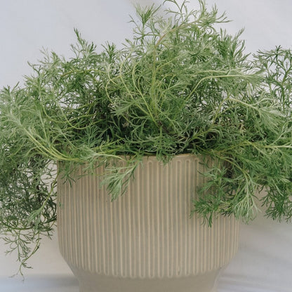 Silvermound Artemesia - LandscapeDirect