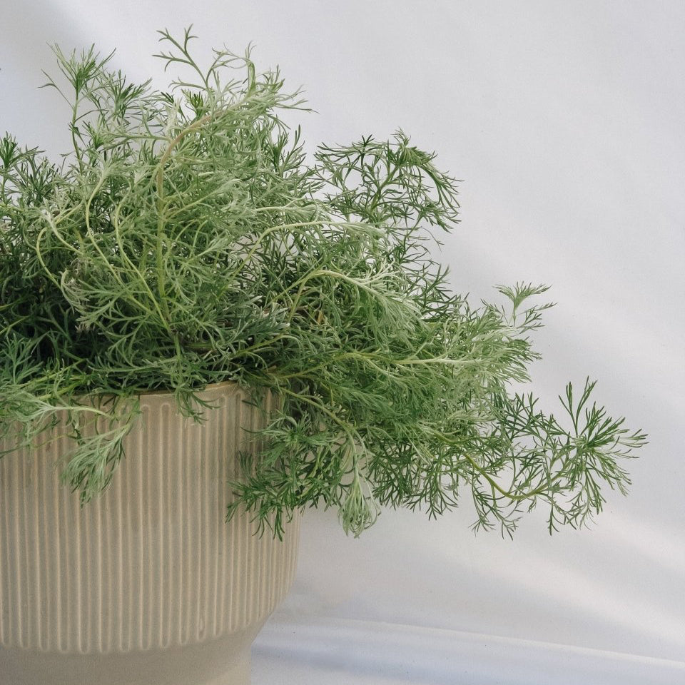 Silvermound Artemesia - LandscapeDirect