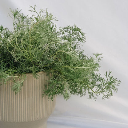 Silvermound Artemesia - LandscapeDirect