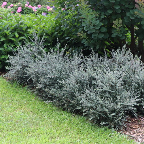 SILVERSTONE™ Cotoneaster