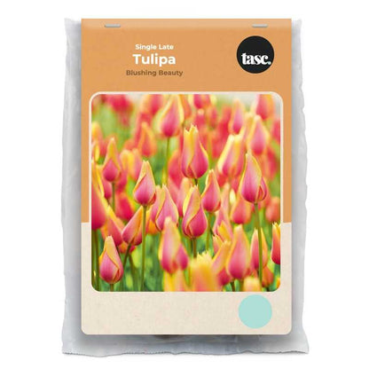 Single Late Blushing Beauty Tulip - LandscapeDirect