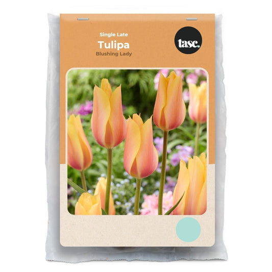 Single Late Blushing Lady Tulip - LandscapeDirect