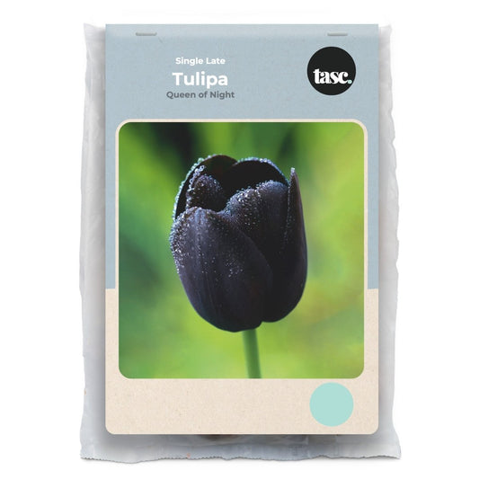 Single Late Queen of Night Tulip - LandscapeDirect