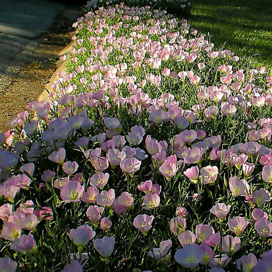 Siskiyou Evening Primrose - LandscapeDirect