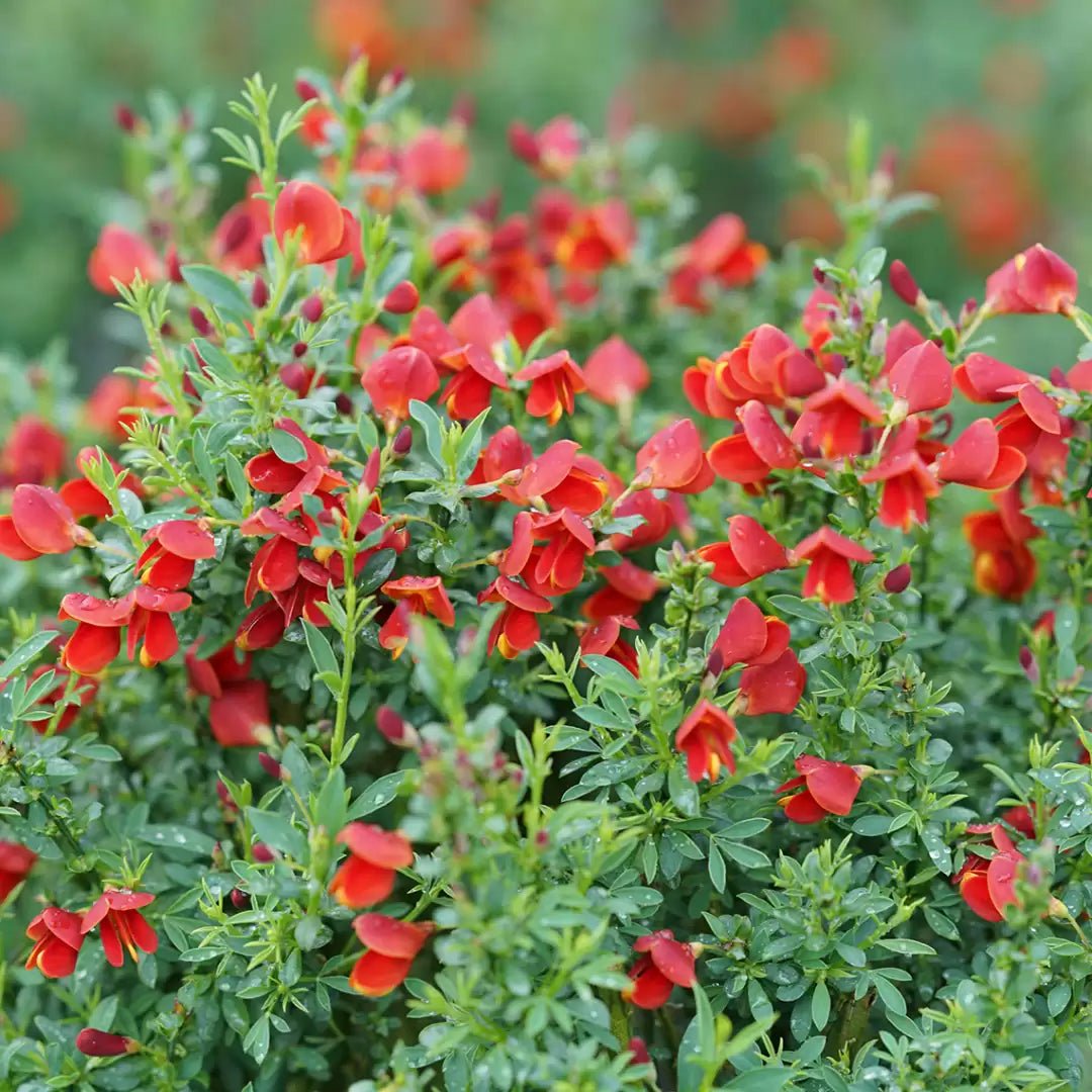 Sister Redhead Scotch Broom - LandscapeDirect