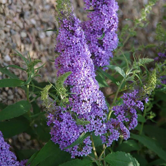 Sky Blue Butterfly Bush - LandscapeDirect