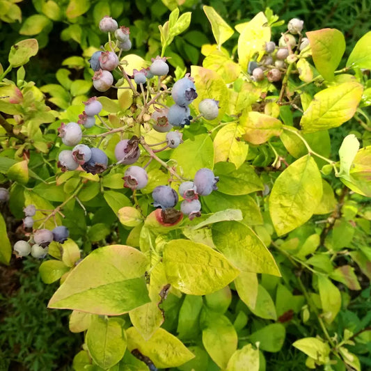 Sky Dew Gold Northern Highbush Blueberry - LandscapeDirect
