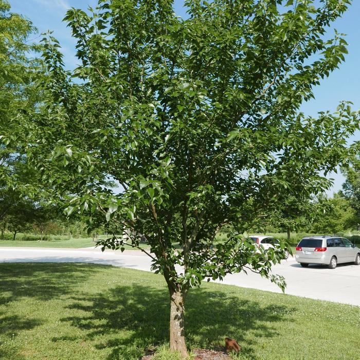 Skyline Honeylocust