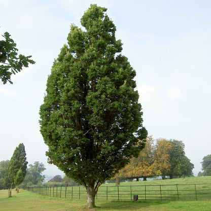 Skyrocket Oak - LandscapeDirect