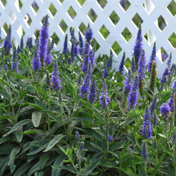 Skyward™ Blue Speedwell - LandscapeDirect