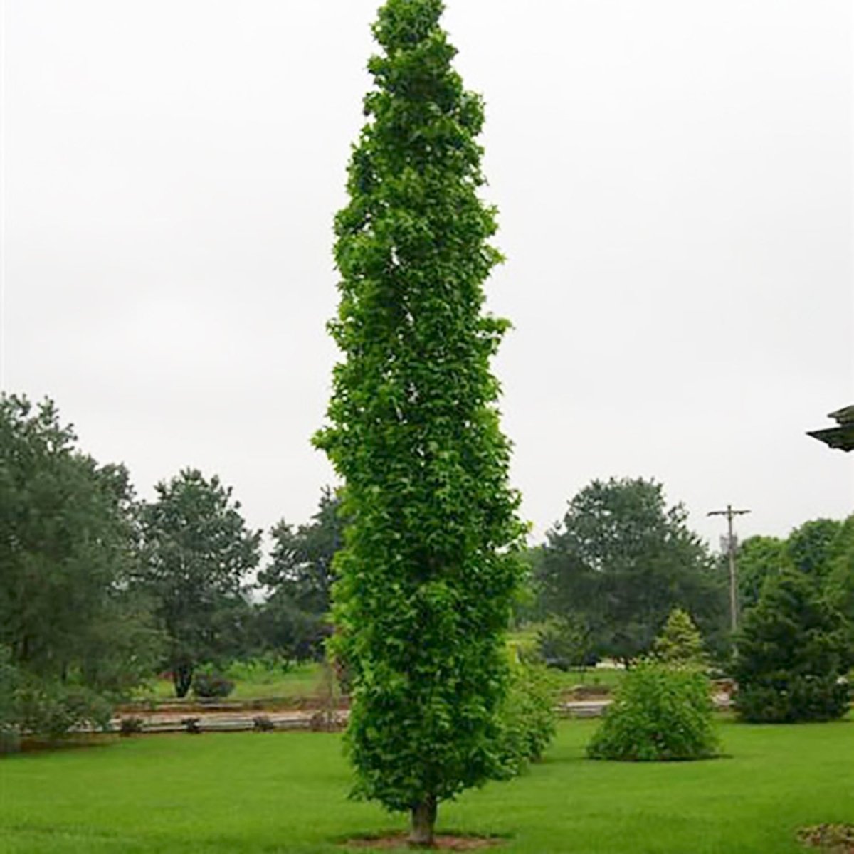 Slender Silhouette Sweet Gum - LandscapeDirect