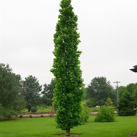 Slender Silhouette Sweet Gum - LandscapeDirect