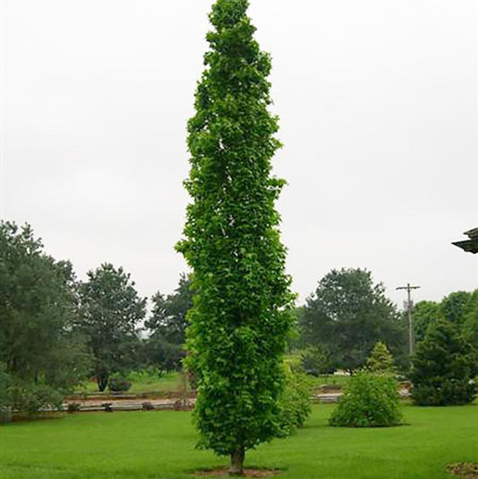 Slender Silhouette Sweetgum - LandscapeDirect