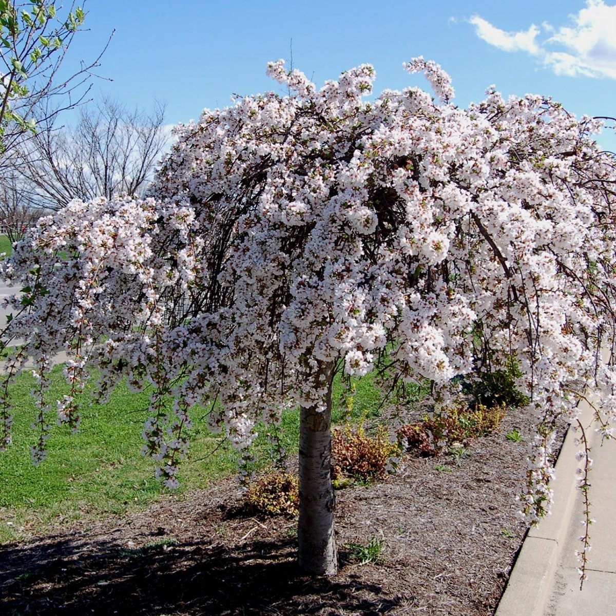 Trees – Page 3 – LandscapeDirect