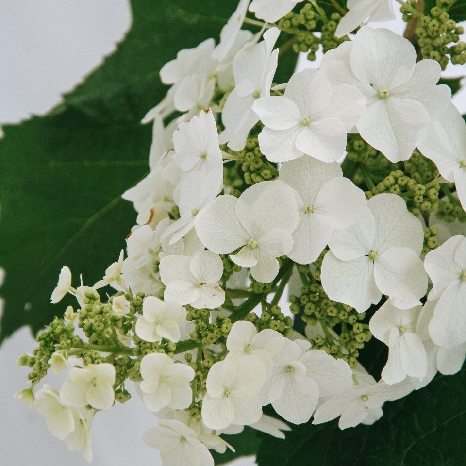 Snow Queen Oakleaf Hydrangea - LandscapeDirect
